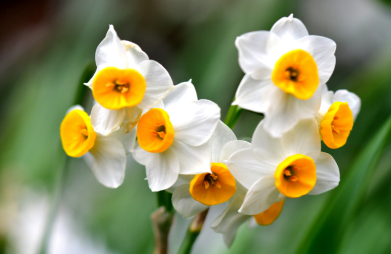 Symbols Associated with Narcissus