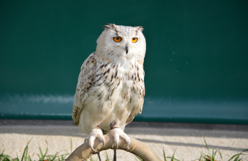 Owl Colours and Their Spiritual Meanings