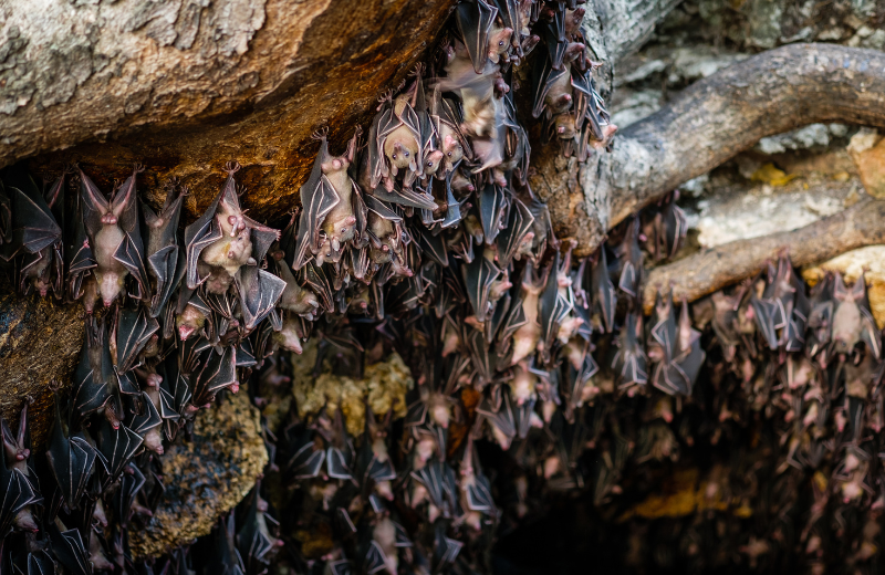 Common Bat Dreams and Their Meanings