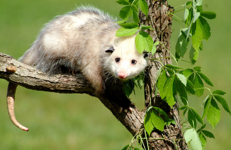 The Symbolism of the Possum