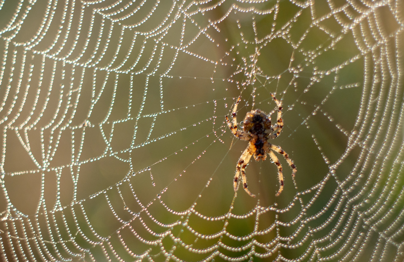 Common Spider Dreams and Their Meanings