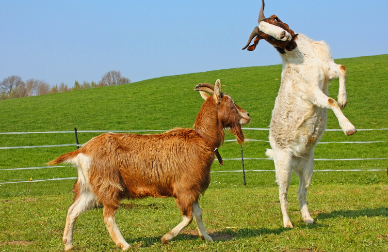 Goat Colours and Their Spiritual Meanings