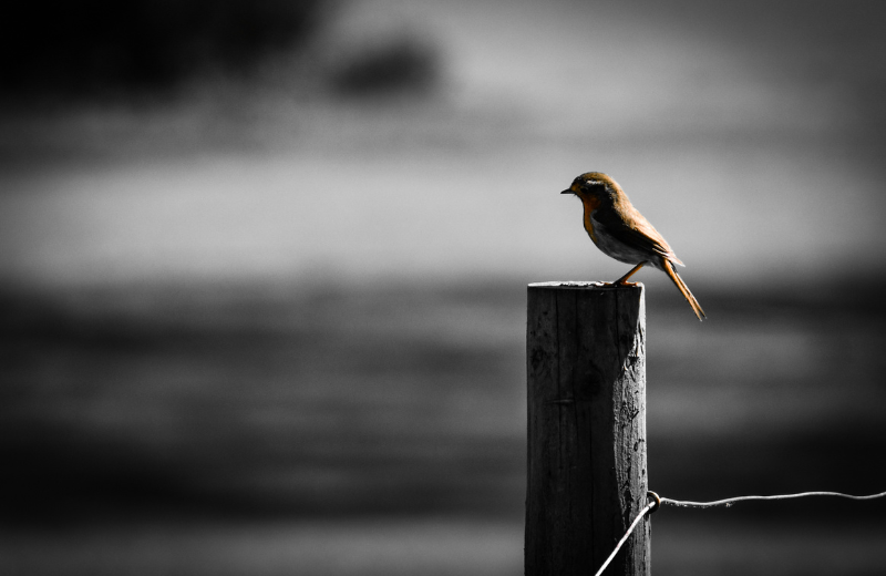 Robins as Spiritual Messengers