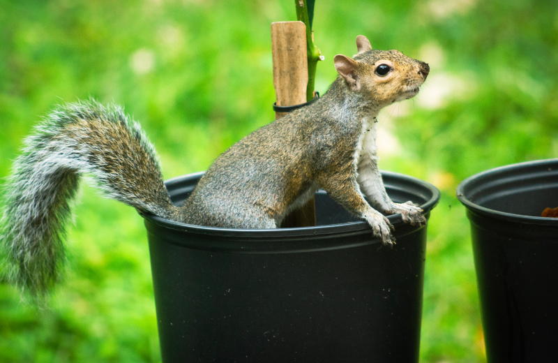 What Does It Mean When Squirrels Appear Outside Your Home?