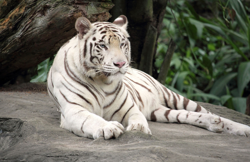 Tiger Colours and Their Spiritual Meanings