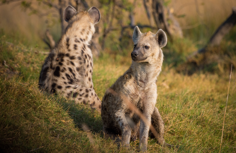 Hyena Numbers and Their Spiritual Meanings