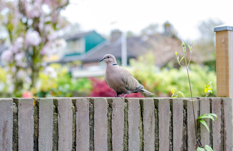 What Does It Mean When Doves Appear Near Your Home?